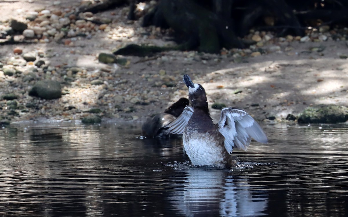 Greater Scaup - ML617203968