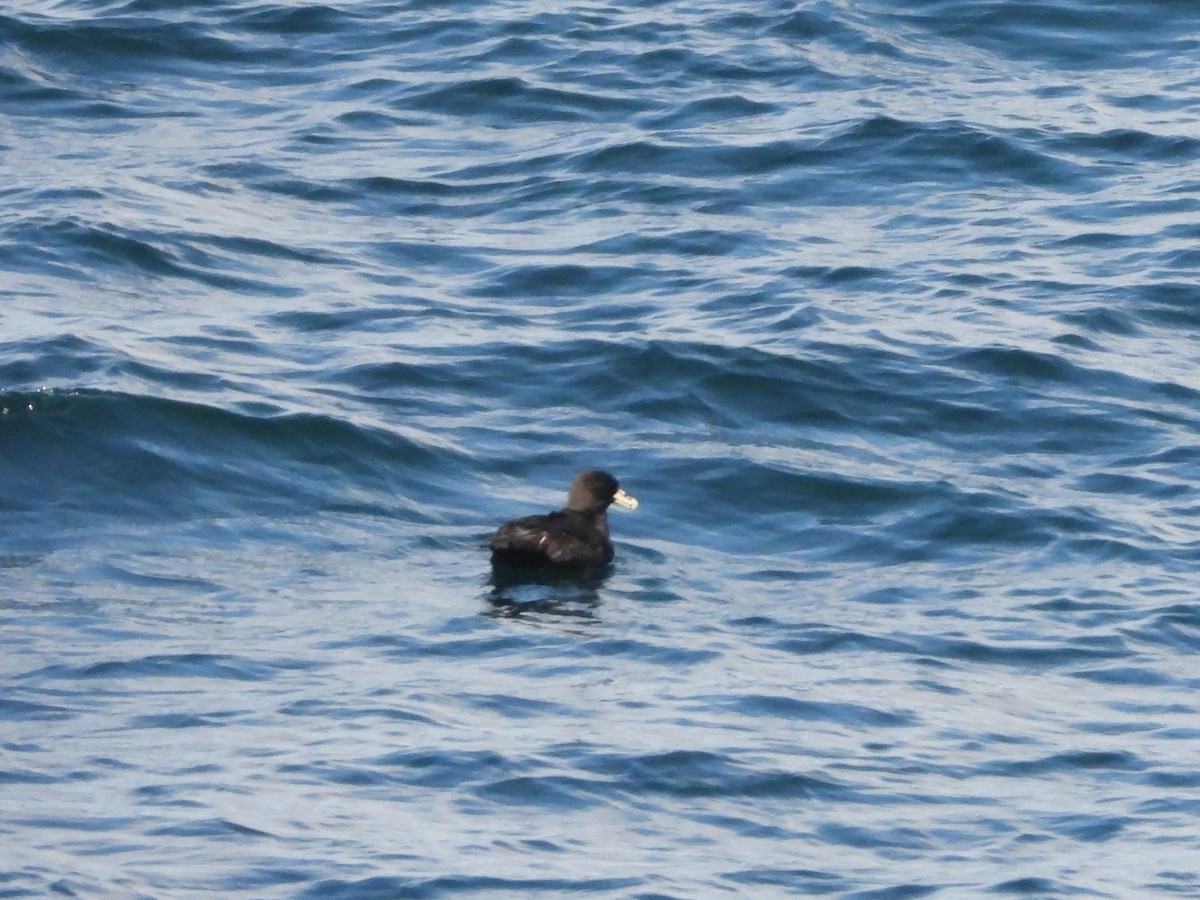 Puffin à menton blanc - ML617203980