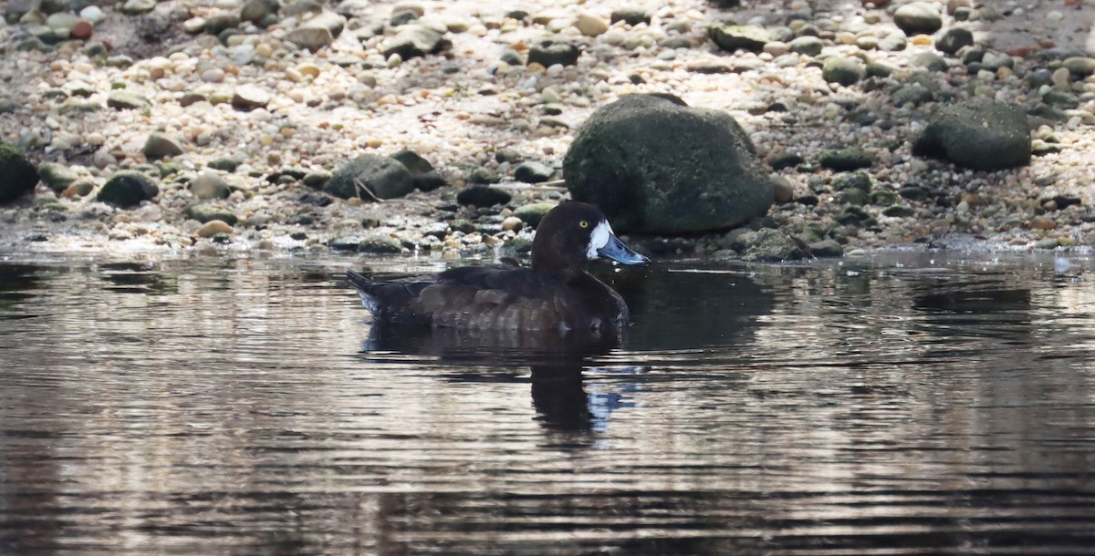 Greater Scaup - ML617203982