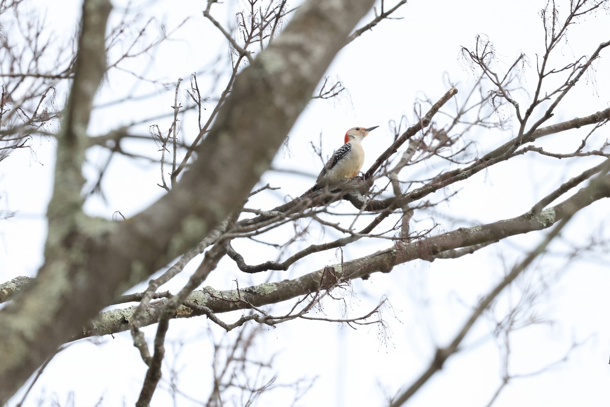 Red-bellied Woodpecker - ML617203995
