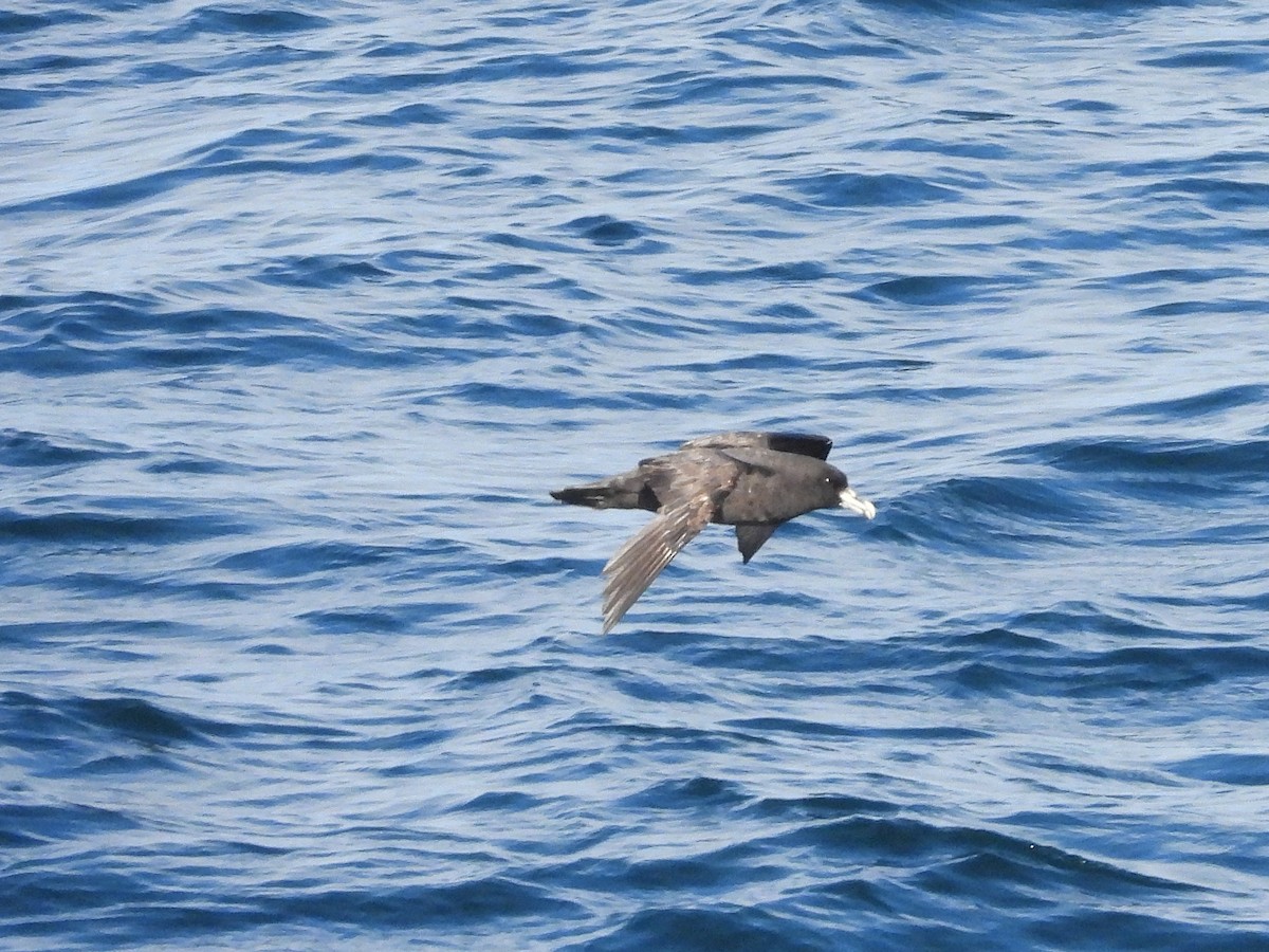 White-chinned Petrel - ML617204006