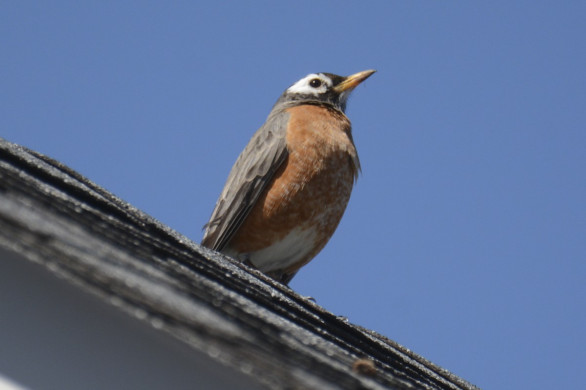 American Robin - ML617204014