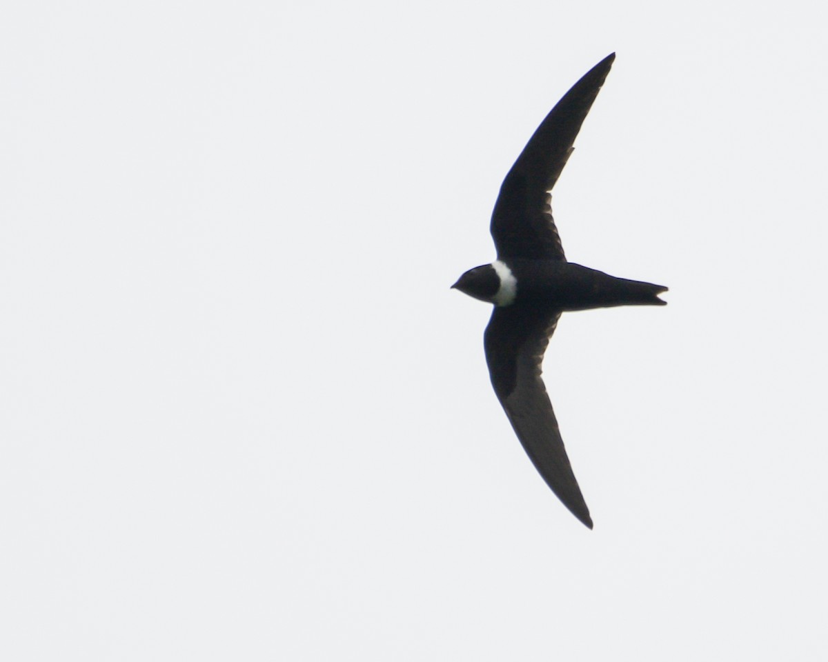 White-collared Swift - ML617204163