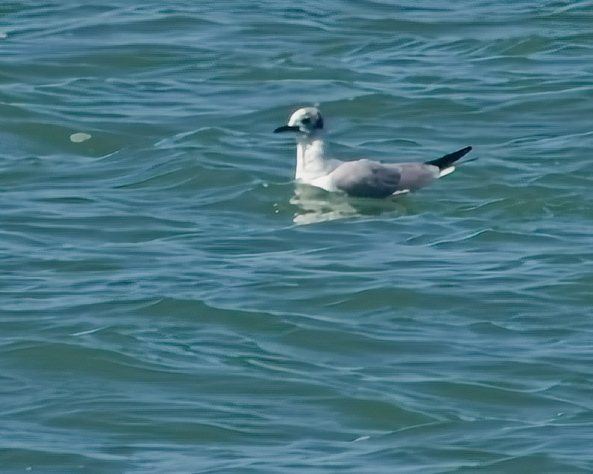 Mouette de Bonaparte - ML617204227