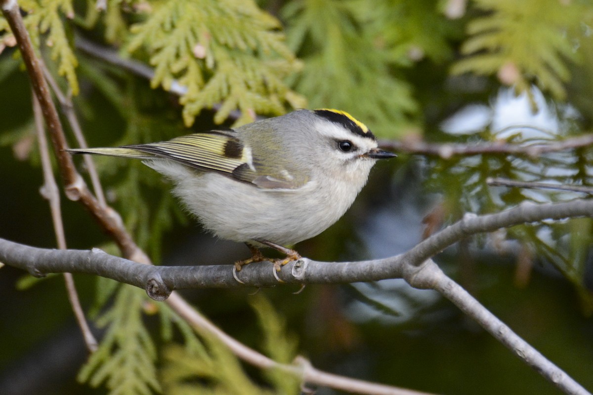 Golden-crowned Kinglet - Jax Nasimok