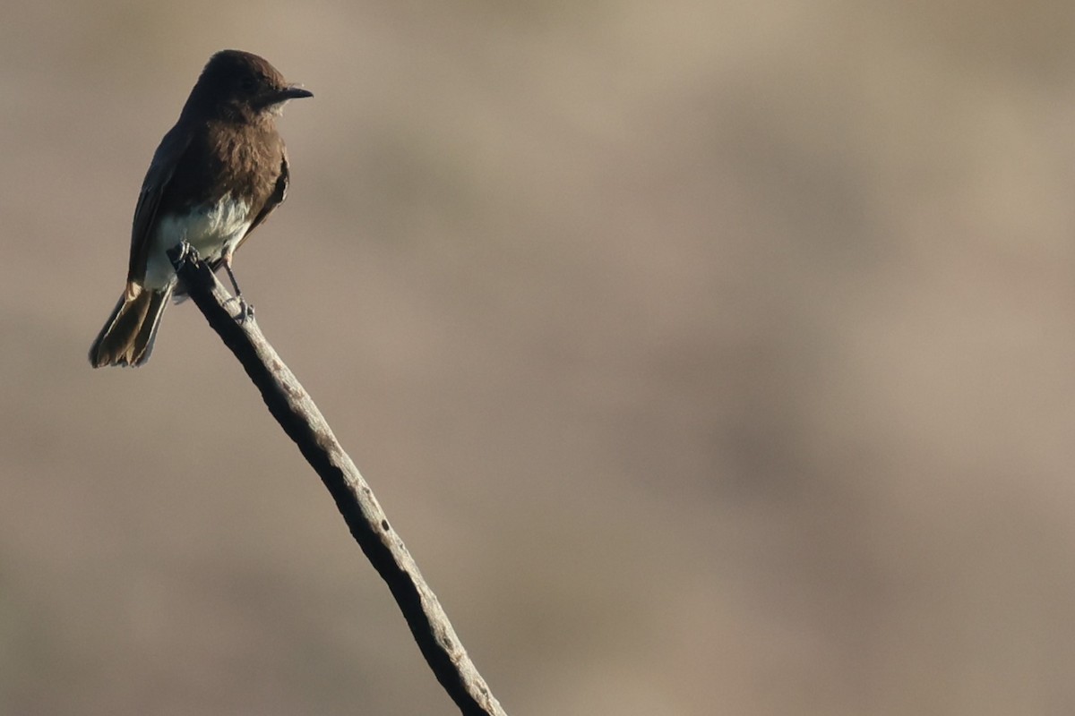 Black Phoebe - ML617204292