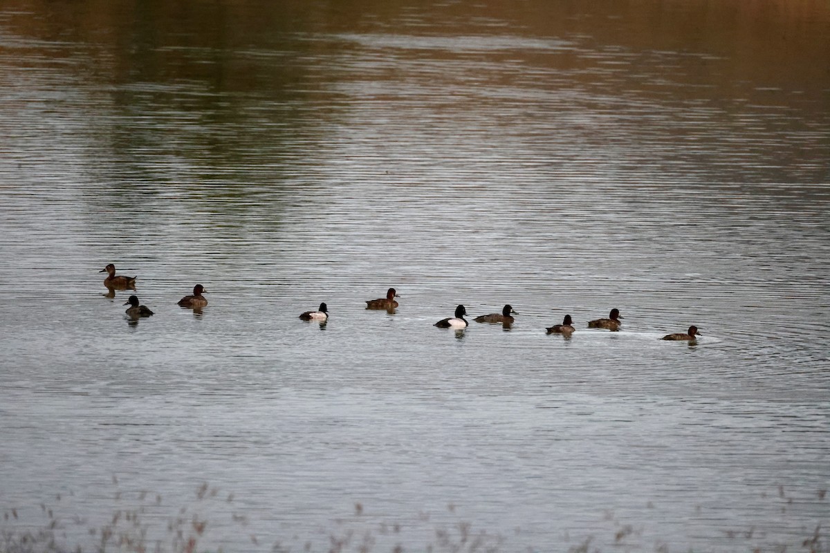 Lesser Scaup - ML617204313