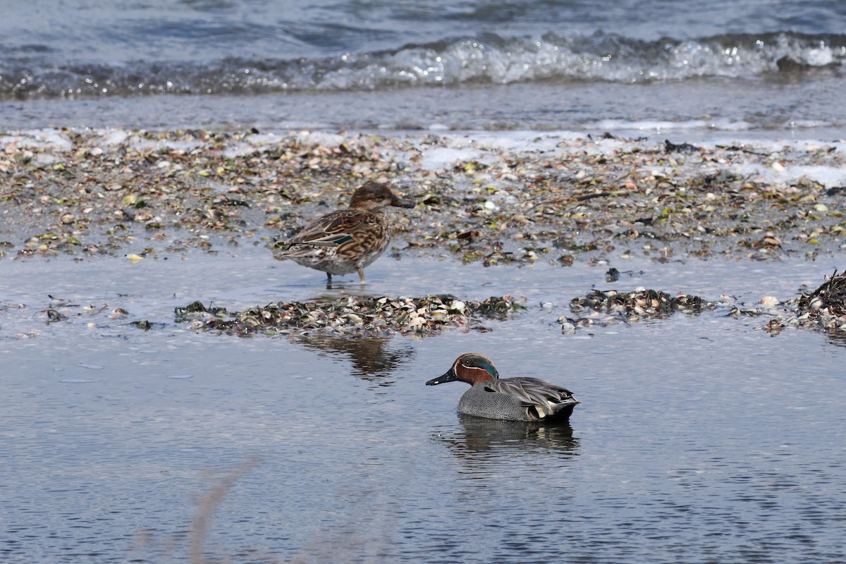 Green-winged Teal - Anita Morales