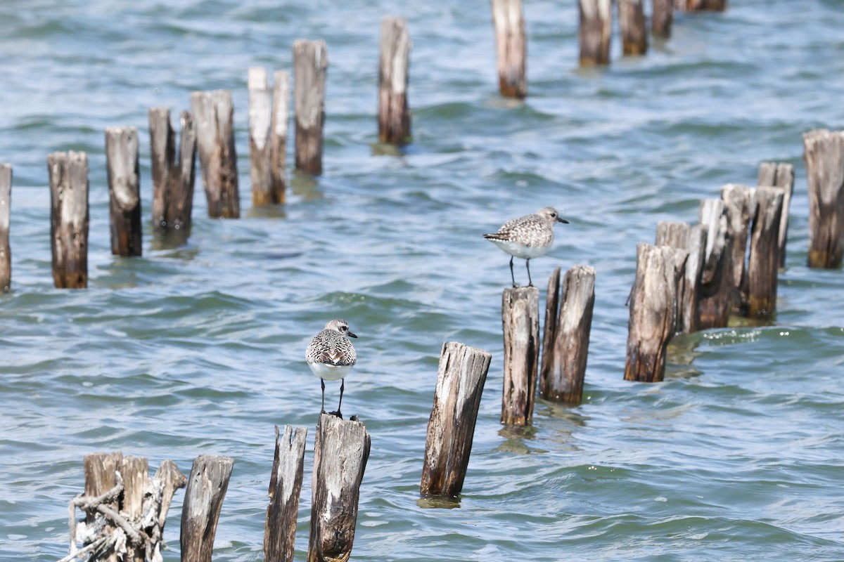 Black-bellied Plover - ML617204321