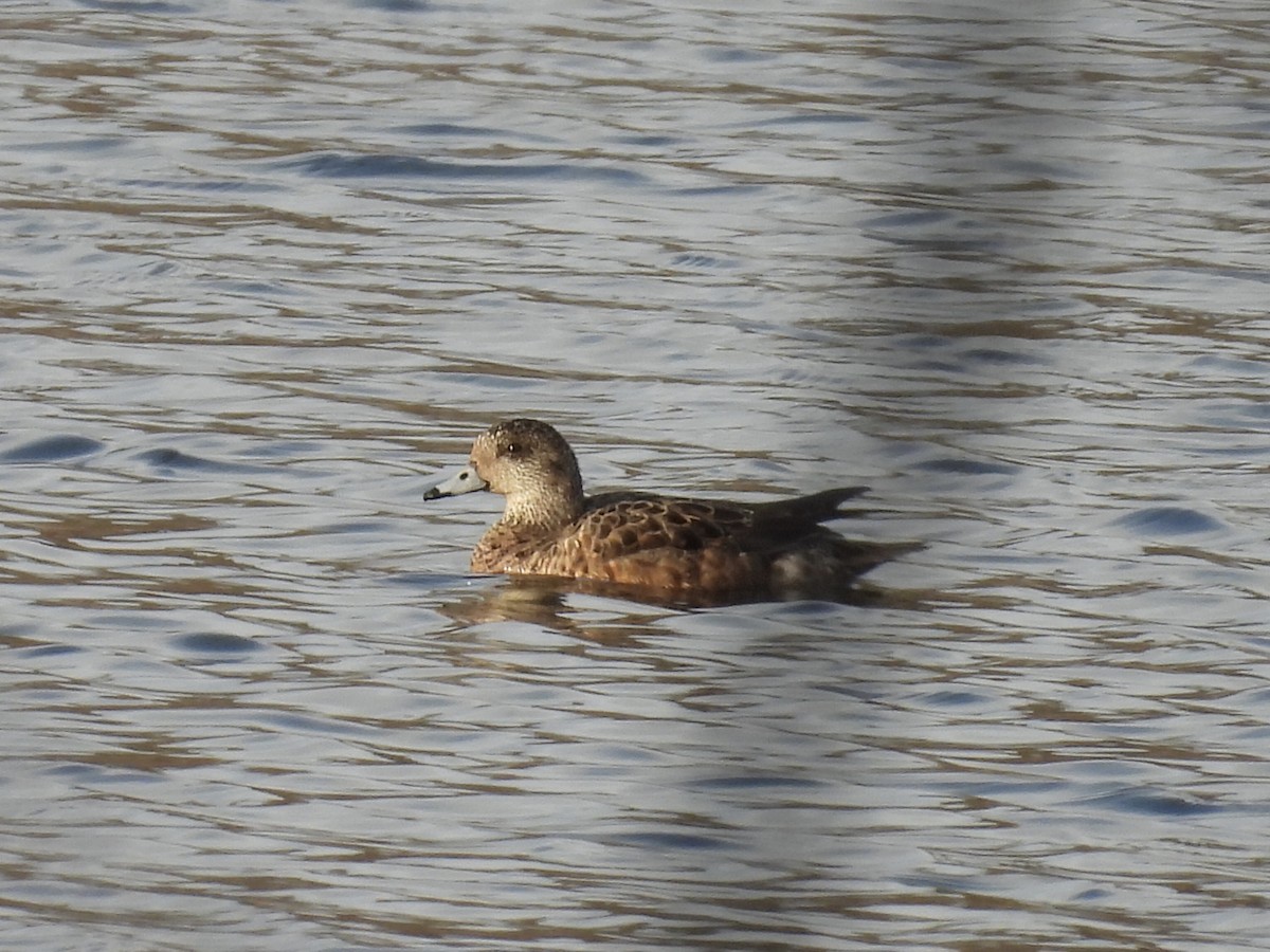 American Wigeon - ML617204359