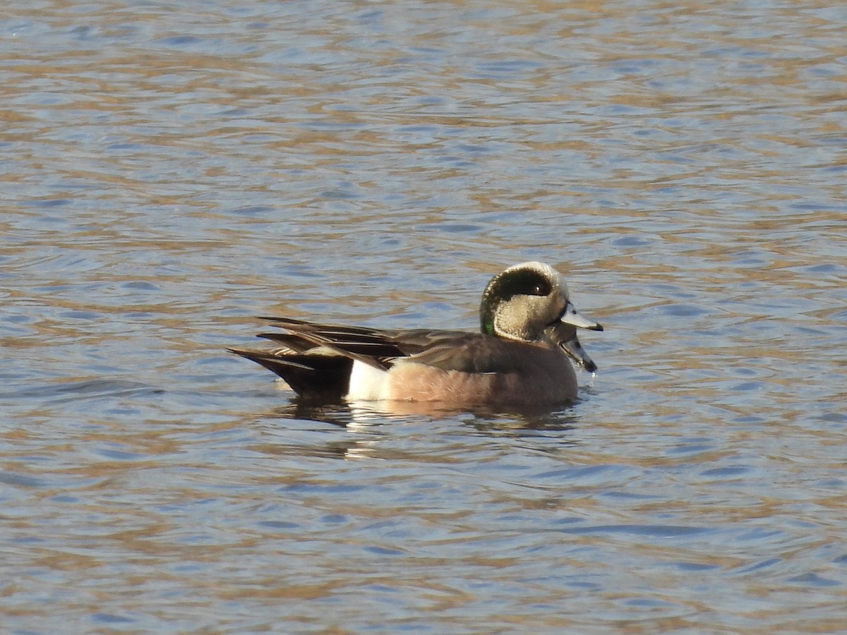 American Wigeon - Jae Flaherty