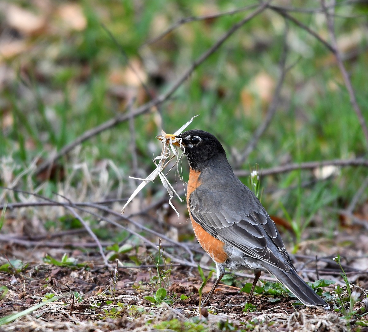 American Robin - Jaime Thomas