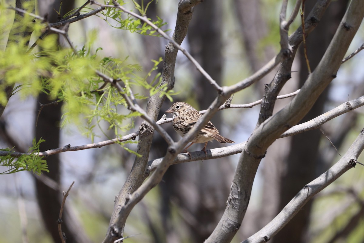 Vesper Sparrow - ML617204408