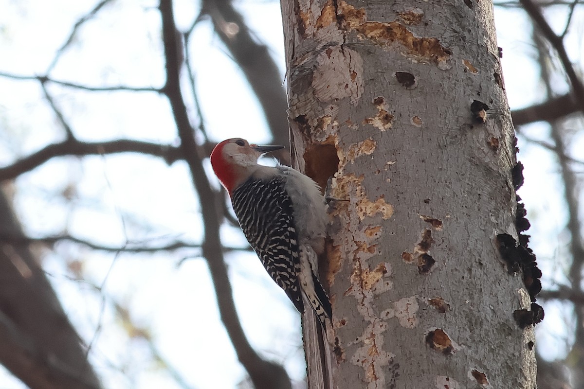 Red-bellied Woodpecker - ML617204410