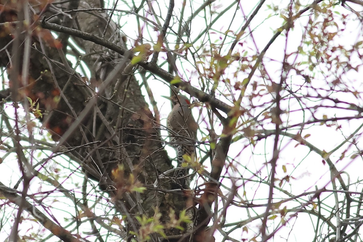 Northern Flicker - ML617204411