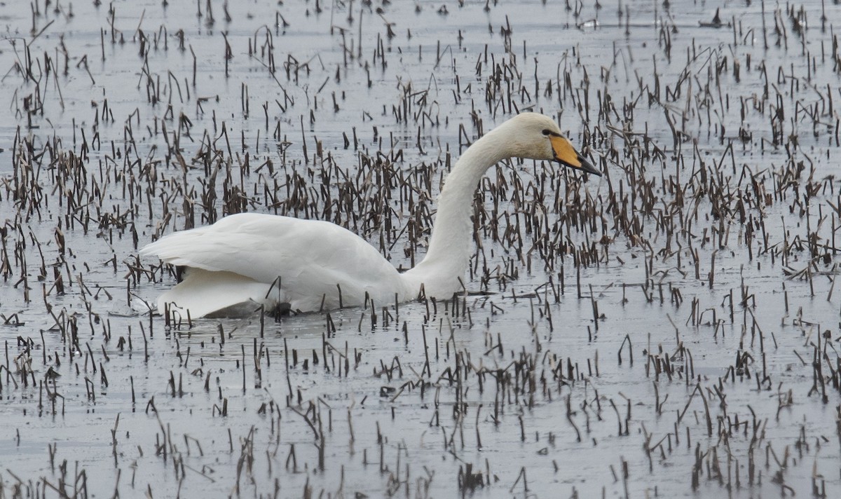 Whooper Swan - ML617204433