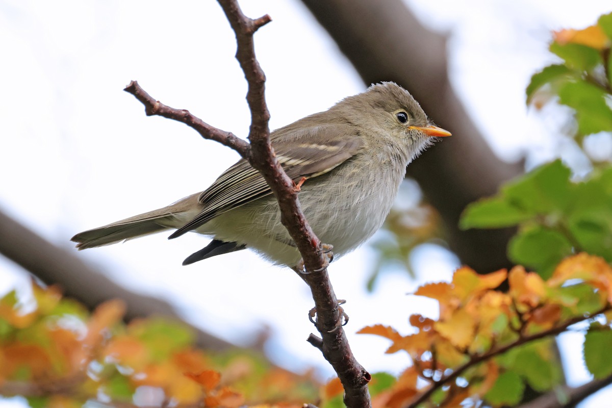 White-crested Elaenia - ML617204436