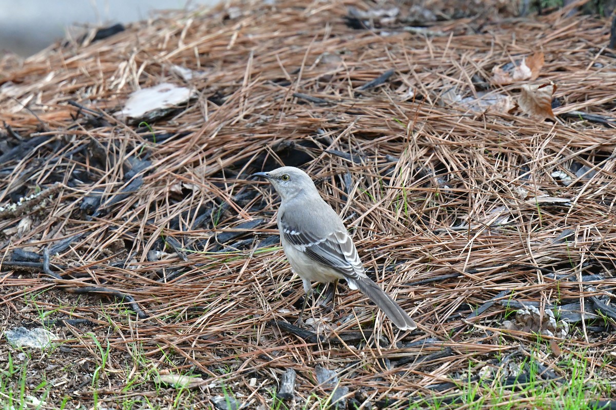 Northern Mockingbird - ML617204442