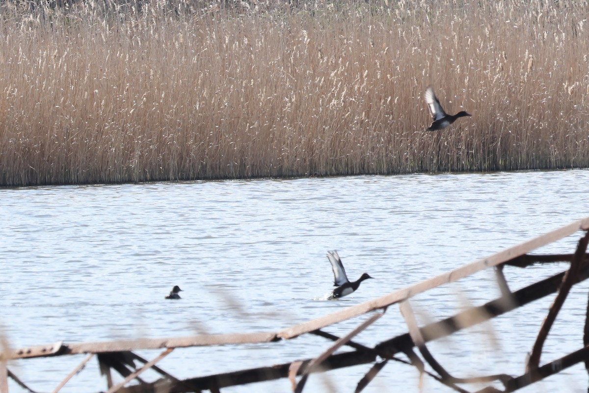 Ferruginous Duck - ML617204459