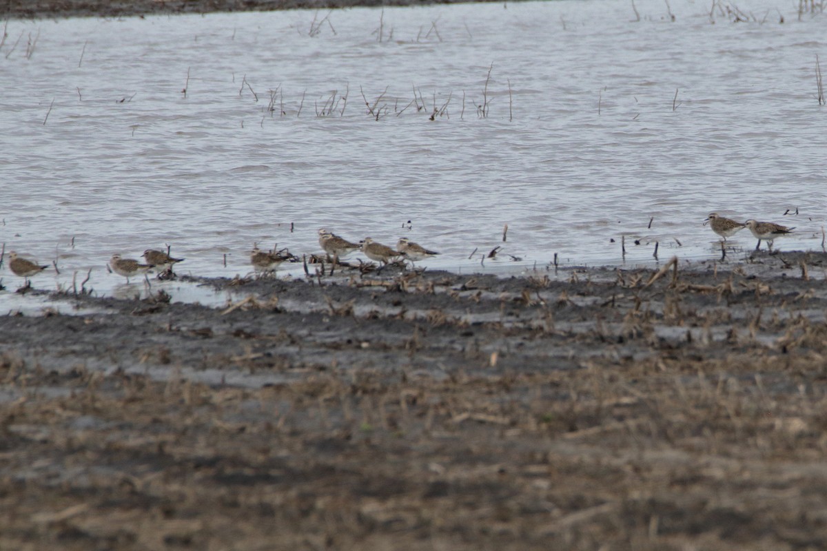 American Golden-Plover - Susan Zelek