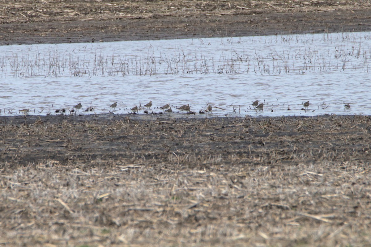 American Golden-Plover - Susan Zelek