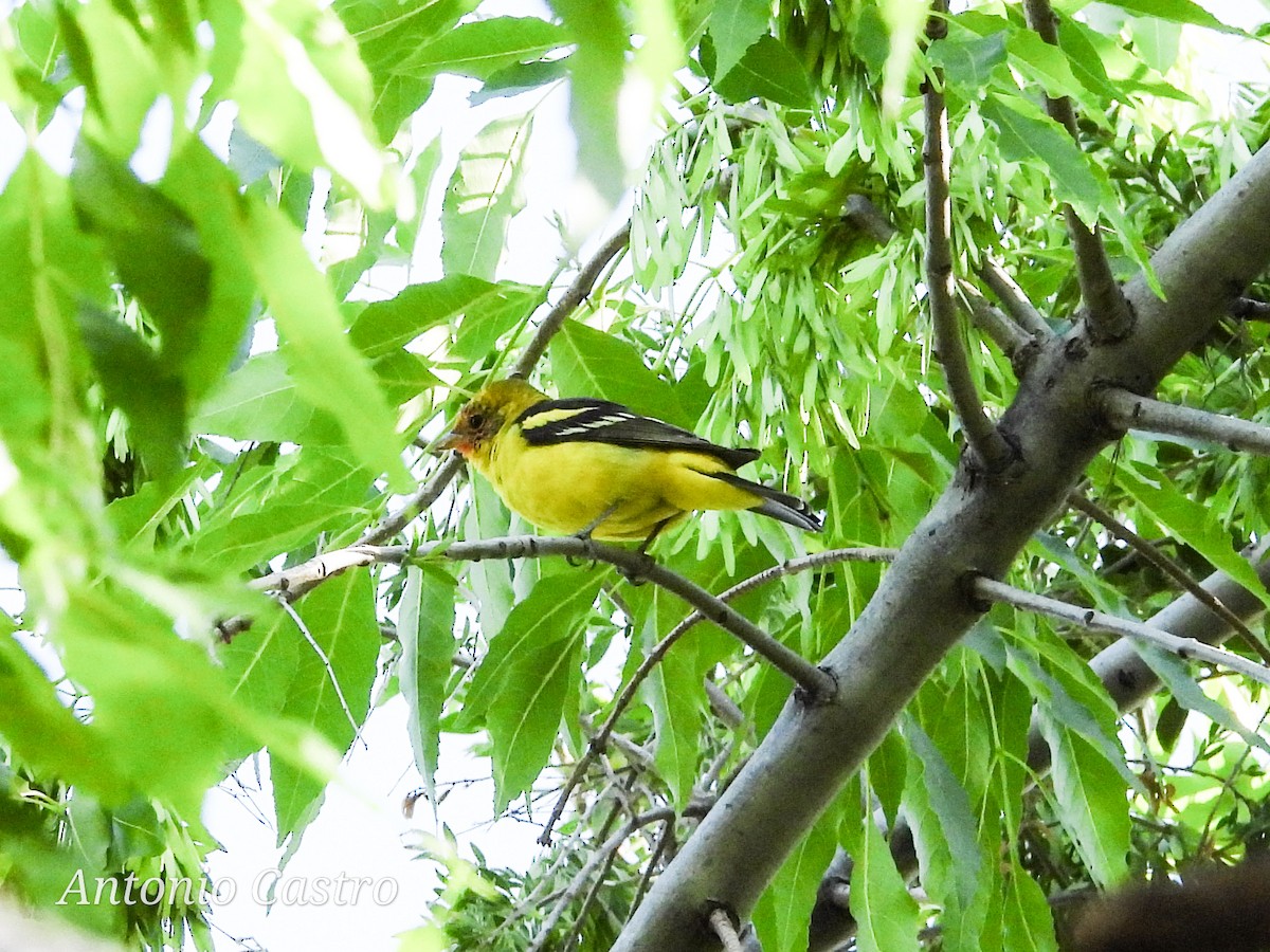 Western Tanager - ML617204504