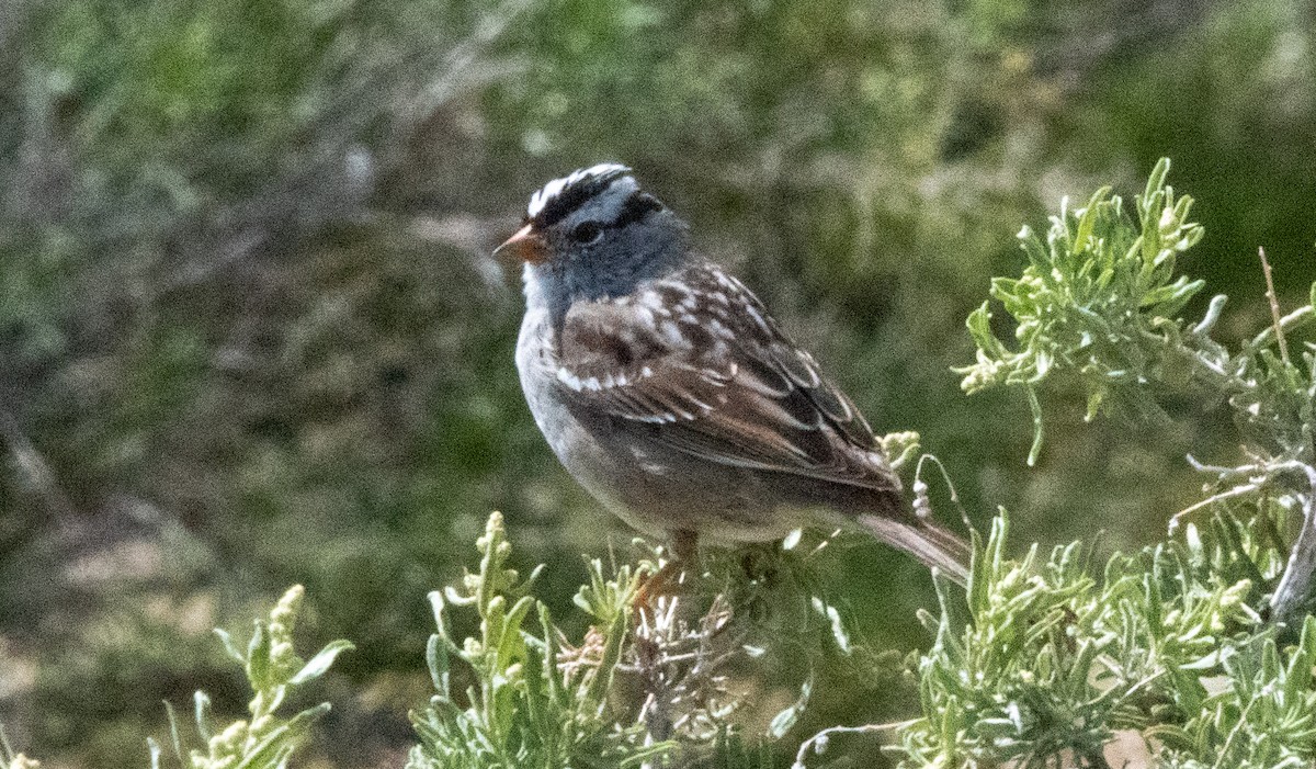 White-crowned Sparrow - ML617204549