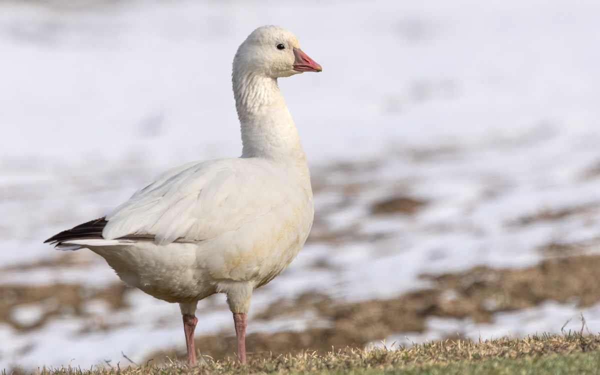 Ross's Goose - ML617204562