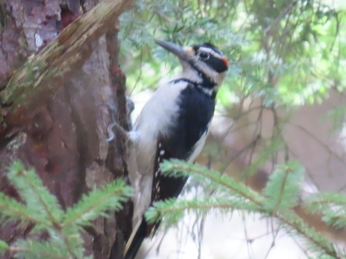Hairy Woodpecker - Sherry Gray