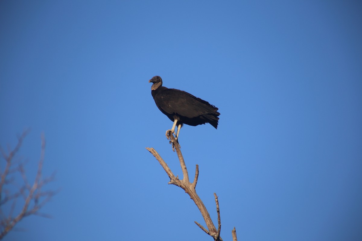 Black Vulture - ML617204641