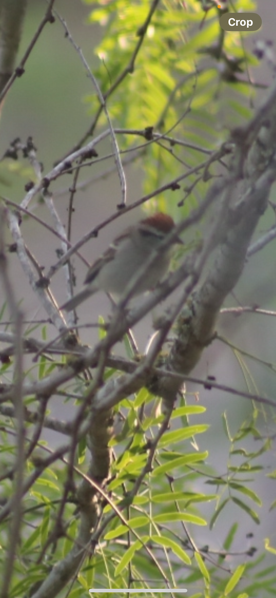 Chipping Sparrow - ML617204679