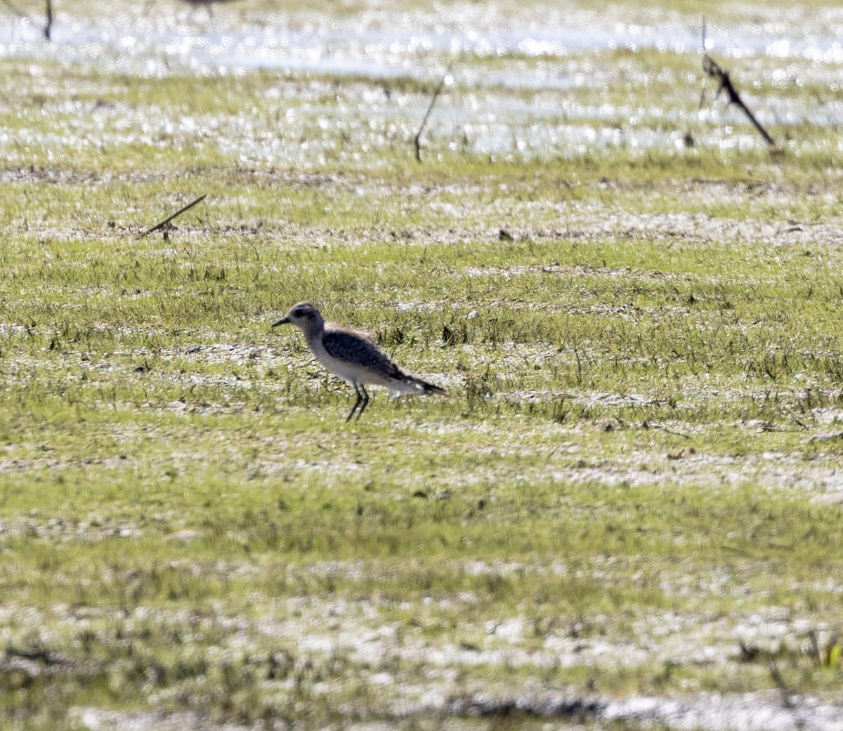 American Golden-Plover - ML617204734