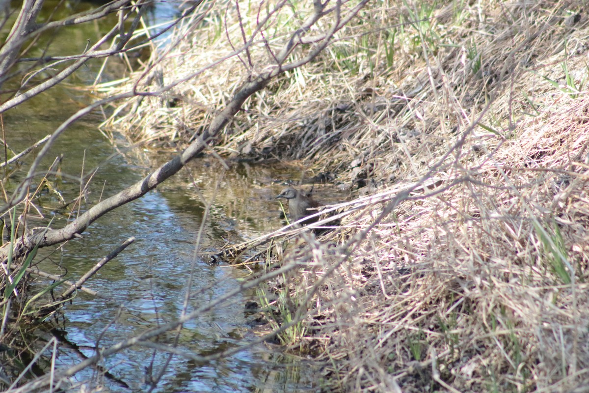 Rusty Blackbird - ML617204772