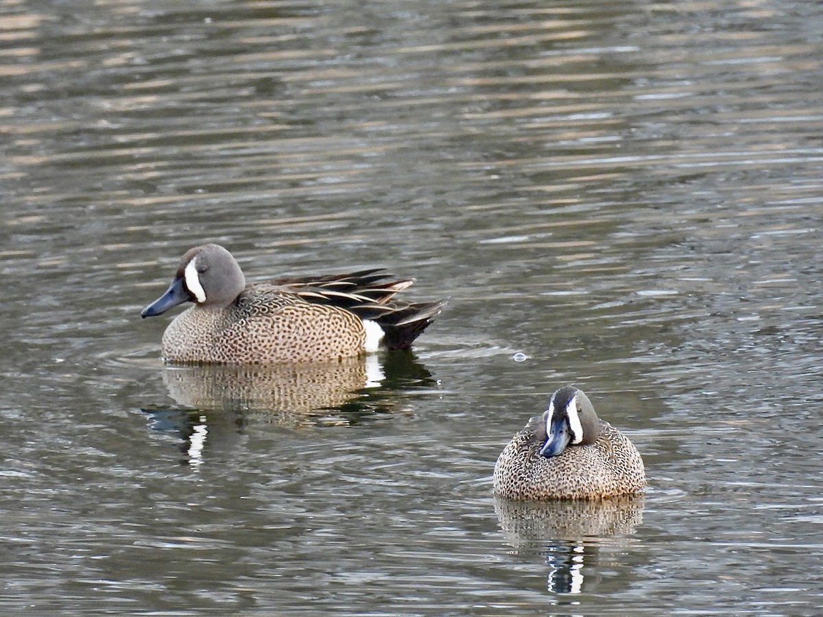 Sarcelle à ailes bleues - ML617204787