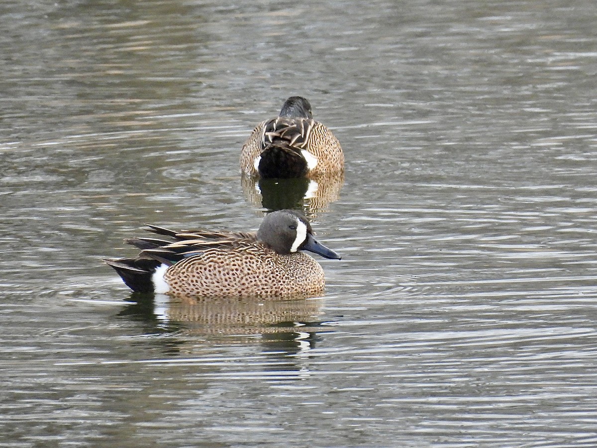 Blue-winged Teal - ML617204788