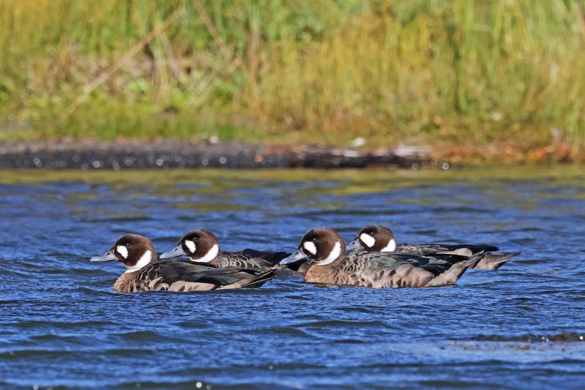 Canard à lunettes - ML617204792