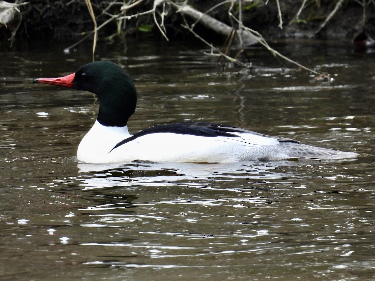 Common Merganser - ML617204807