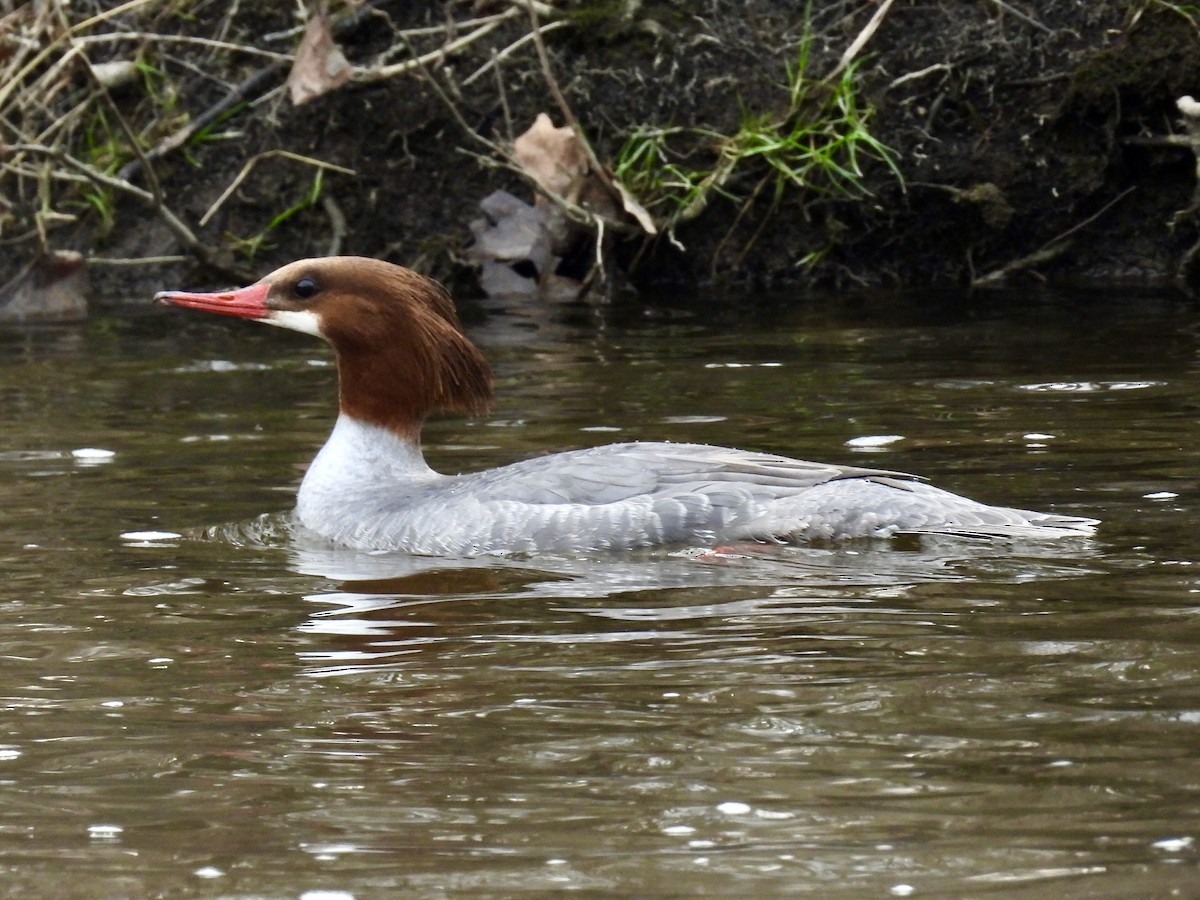 Common Merganser - ML617204808