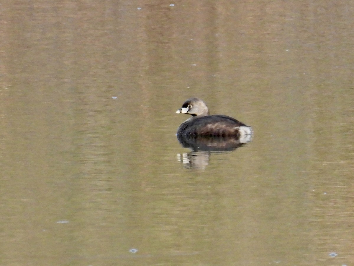 Pied-billed Grebe - ML617204826