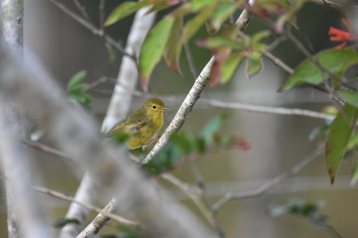 Yellow Warbler (Northern) - ML617204834