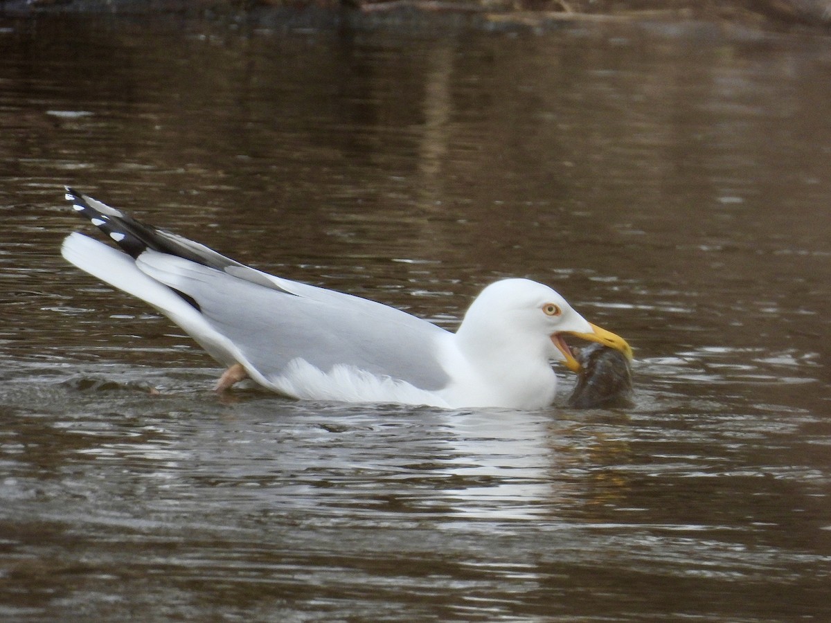 Herring Gull - ML617204851