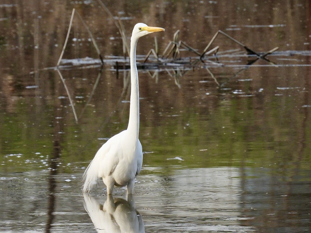 Great Egret - ML617204874