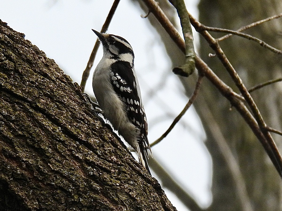 Downy Woodpecker - Isaac Petrowitz