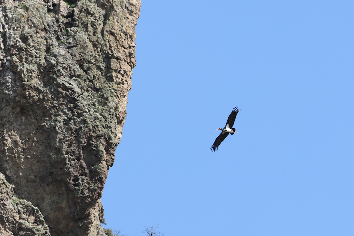 Black Stork - ML617204885