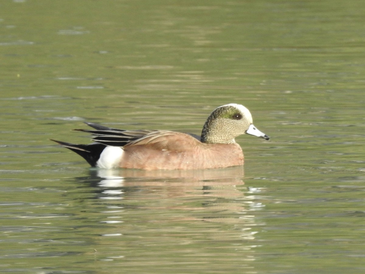 Canard d'Amérique - ML617204887