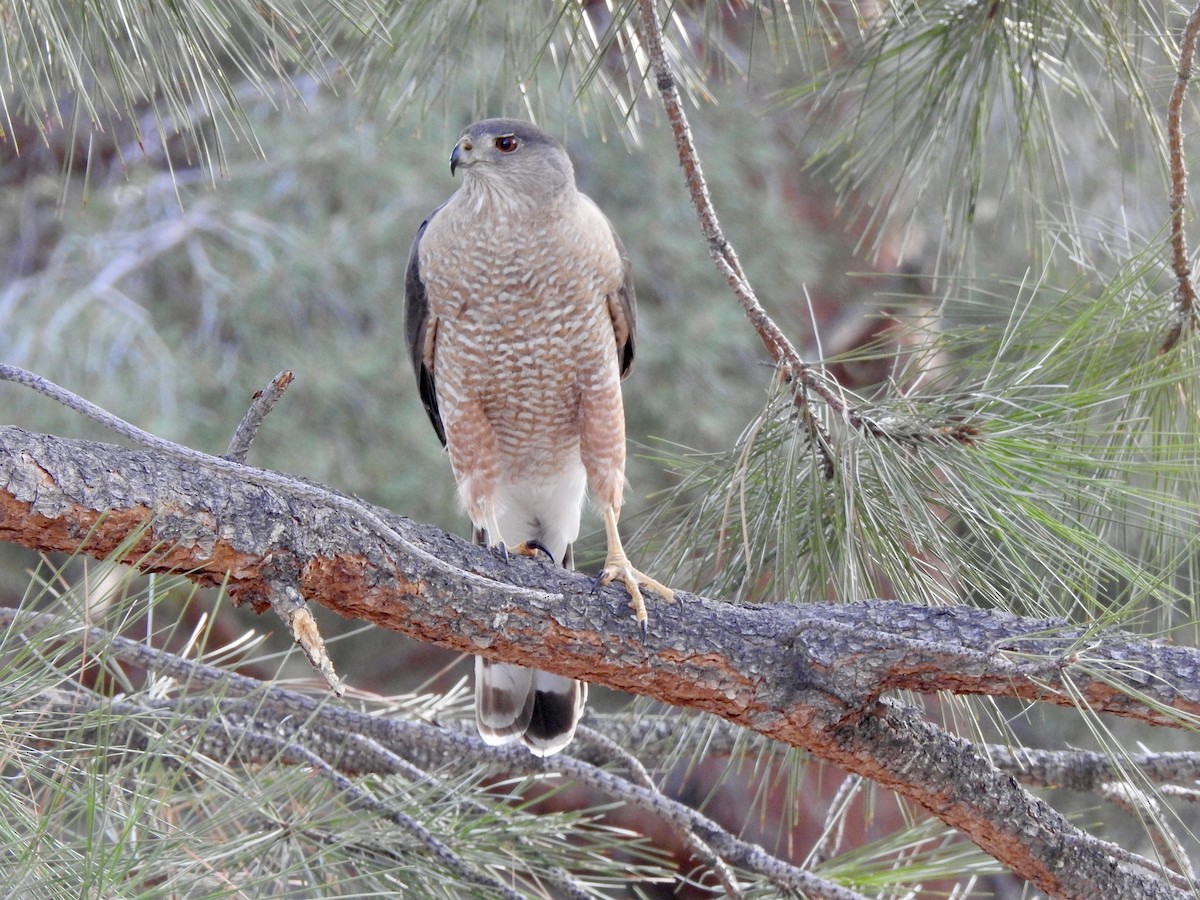 Cooper's Hawk - ML617204909