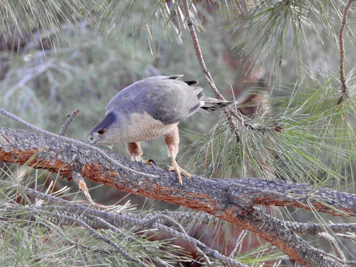 Cooper's Hawk - ML617204910