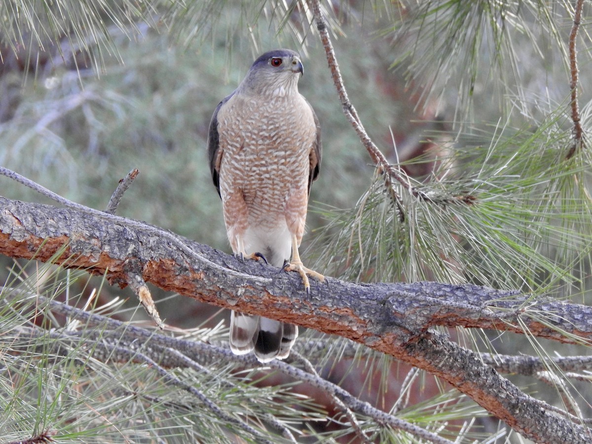 Cooper's Hawk - ML617204911