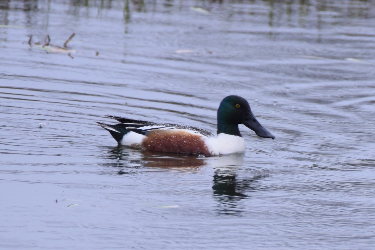 Northern Shoveler - ML617204912