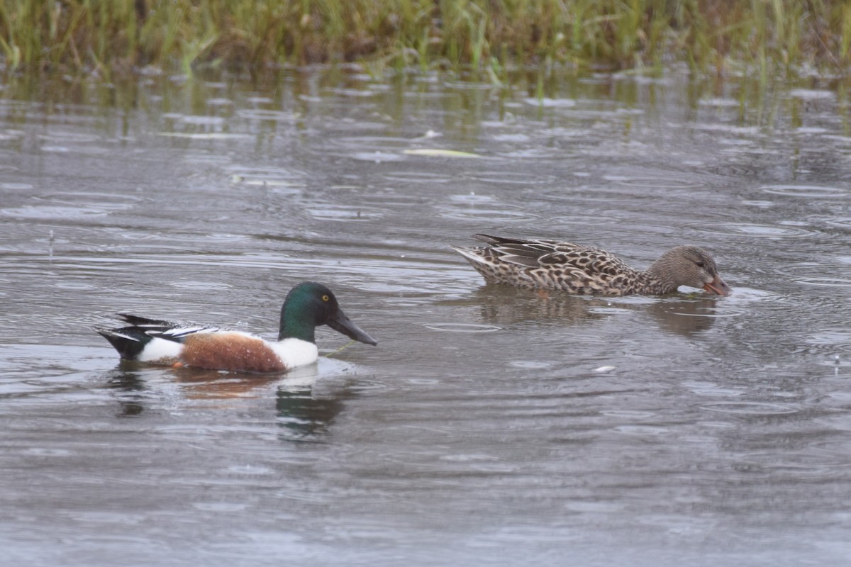 Canard souchet - ML617204913